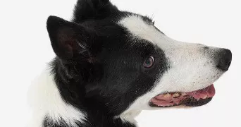 geldof pet sitter à PARIS 01 75001