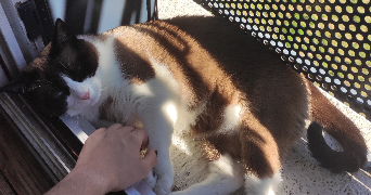 Gwendoline pet sitter à ROMAGNAT 63540_8