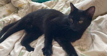 marianne pet sitter à LYON 03 69003_2