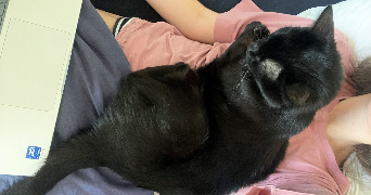 eva pet sitter à PARIS 17 75017_2