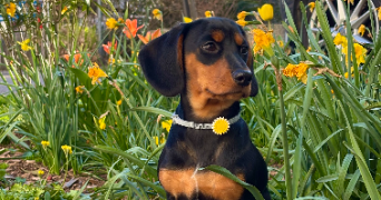 victoire pet sitter à TASSIN LA DEMI LUNE 69160_2