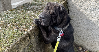 théa pet sitter à LE PEAGE DE ROUSSILLON 38550_1