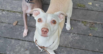 kenza pet sitter à LES ULIS 91940_5