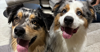 marion pet sitter à MONTELIMAR 26200_6