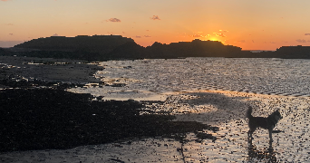 Yémisi pet sitter à AUBERVILLIERS 93300_6