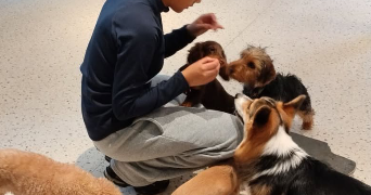 mei lin pet sitter à BUC 78530_6