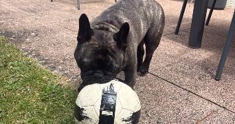 coralie pet sitter à ST SEBASTIEN SUR LOIRE 44230_2