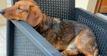chloé pet sitter à CLAMART 92140_7