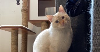 audrey pet sitter à ANNECY 74960_3