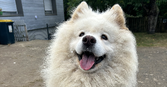 lomane pet sitter à CAMORS 56330_5