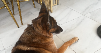 isabelle pet sitter à ST ANDRE LEZ LILLE 59350_5