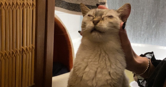 emma pet sitter à Paris 75016_1