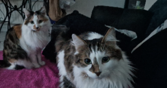 muriel pet sitter à GOLBEY 88190_8