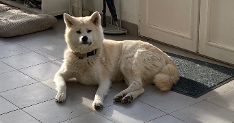 charles pet sitter à BOULOGNE BILLANCOURT 92100_10