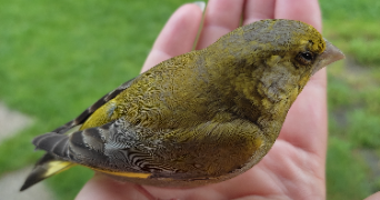 sabrina pet sitter à ST PIERRE EN AUGE 14170_2