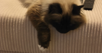 aurelie pet sitter à MONTPELLIER 34000_11