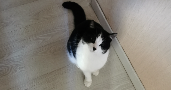 aure-marie pet sitter à VERCEL VILLEDIEU LE CAMP 25530_3