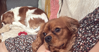 marie pet sitter à LYON 06 69006_3