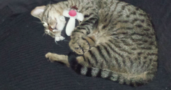 maïté pet sitter à BICQUELEY 54200_1