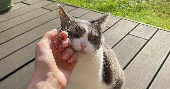 morgane pet sitter à CHAVILLE 92370_2
