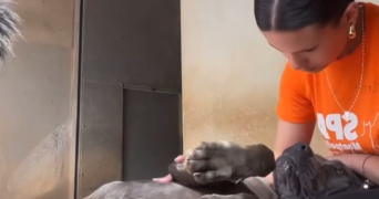 djeneline pet sitter à LAVERUNE 34880_2