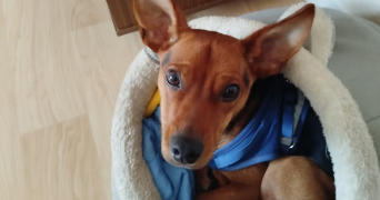 magnolia pet sitter à COURNON D AUVERGNE 63800_0