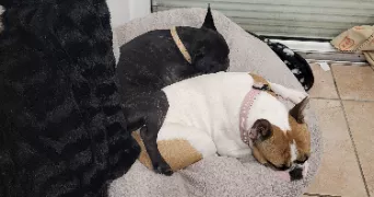 valerie pet sitter à Montbrehain 02110