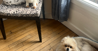 jeanne  pet sitter à ST MANDE 94160_9