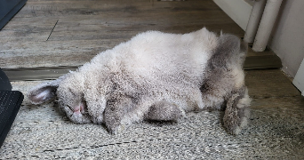 Romane pet sitter à FRANCONVILLE 95130_6