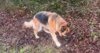 nicolas pet sitter à MAIZIERES LES METZ 57280_8