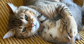 emilie pet sitter à SEGRE EN ANJOU BLEU 49520_5