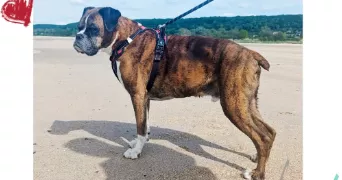 julie pet sitter à CONDE SUR VESGRE 78113