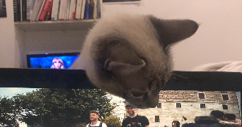 Sami pet sitter à Lille 59800_2