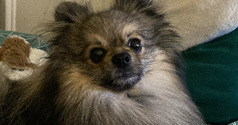 erine pet sitter à HOENHEIM 67800_4