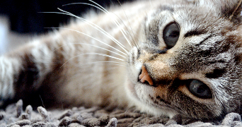 sophie cat sitter à BOULOGNE BILLANCOURT 92100_0