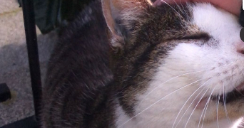 rose pet sitter à RENNES 35000_0