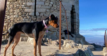 llona pet sitter à PERPIGNAN 66000_0