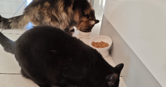 Sarah pet sitter à Marquillies 59274_11
