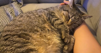 carolaim pet sitter à CHAVAGNE 35310_3