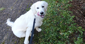 brigitte dog sitter à ESSEY LES NANCY 54270_7