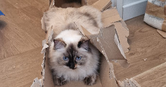 laure pet sitter à CLAMART 92140_1