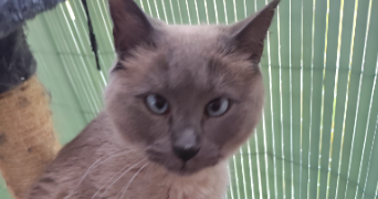 elio pet sitter à DIJON 21000_4