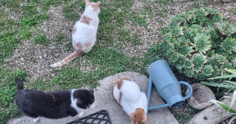 amélie pet sitter à CHARVIEU CHAVAGNEUX 38230_4