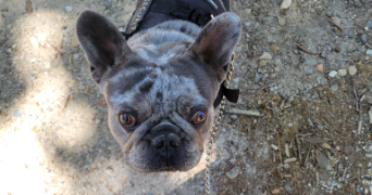 sandra pet sitter à AUBORD 30620_6