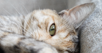 charlotte pet sitter à OTTROTT 67530_2