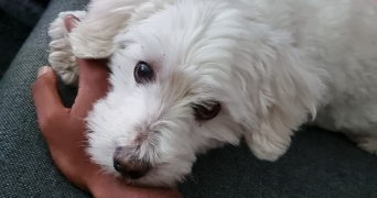 maxime pet sitter à POISSY 78300_0