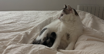 kelly pet sitter à CERGY 95800_2