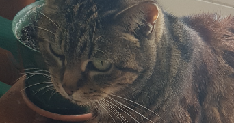 alexis pet sitter à BERCK 62600_3