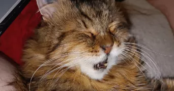 audrey pet sitter à JOEUF 54240