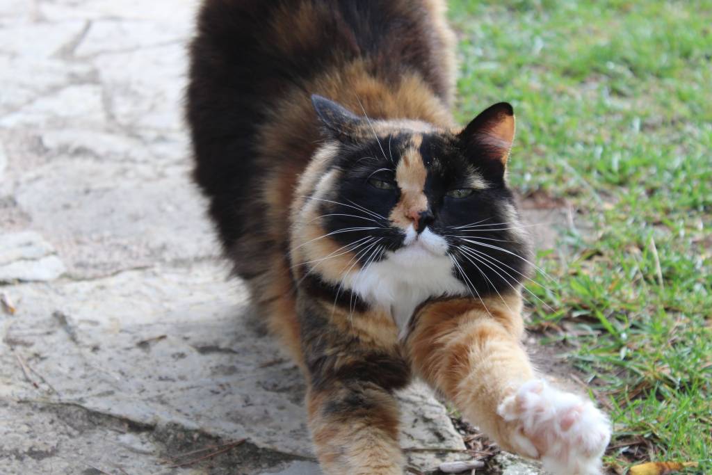 camille pet sitter à Plan-d'Orgon 13750_8